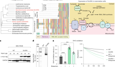 Ectopic expression of cytosolic DHODH uncouples de novo pyrimidine biosynthesis from mitochondrial electron transport