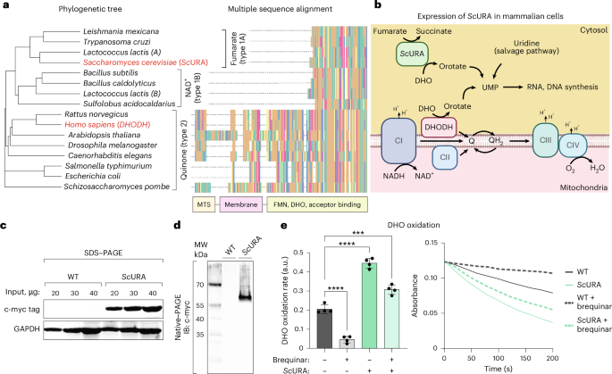 Ectopic expression of cytosolic DHODH uncouples de novo pyrimidine biosynthesis from mitochondrial electron transport
