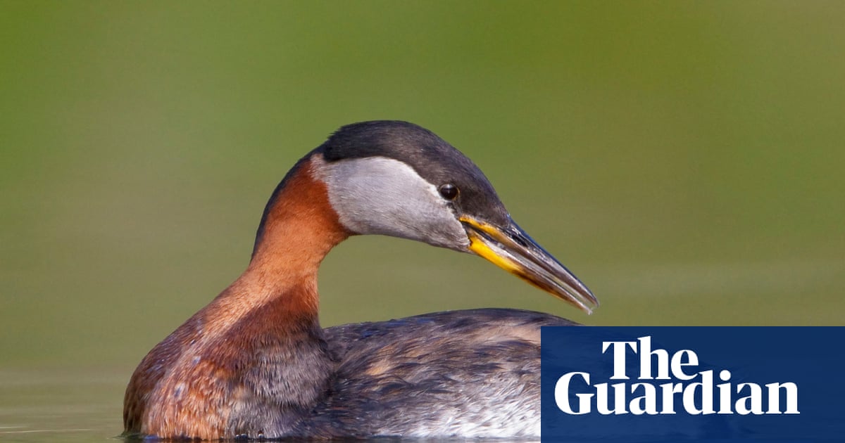 Birdwatch: Rain, water, wings – a winter’s gift at Cheddar reservoir | Environment