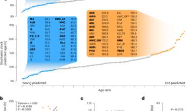 Aging clocks delineate neuron types vulnerable or resilient to neurodegeneration and identify neuroprotective interventions