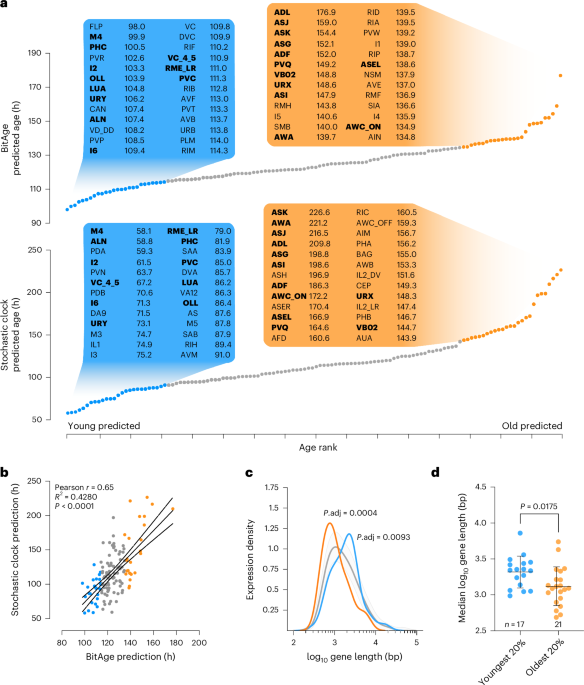 Aging clocks delineate neuron types vulnerable or resilient to neurodegeneration and identify neuroprotective interventions