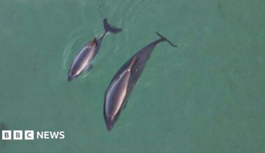 Looking down on two harbour porpoises, an adult and her calf.