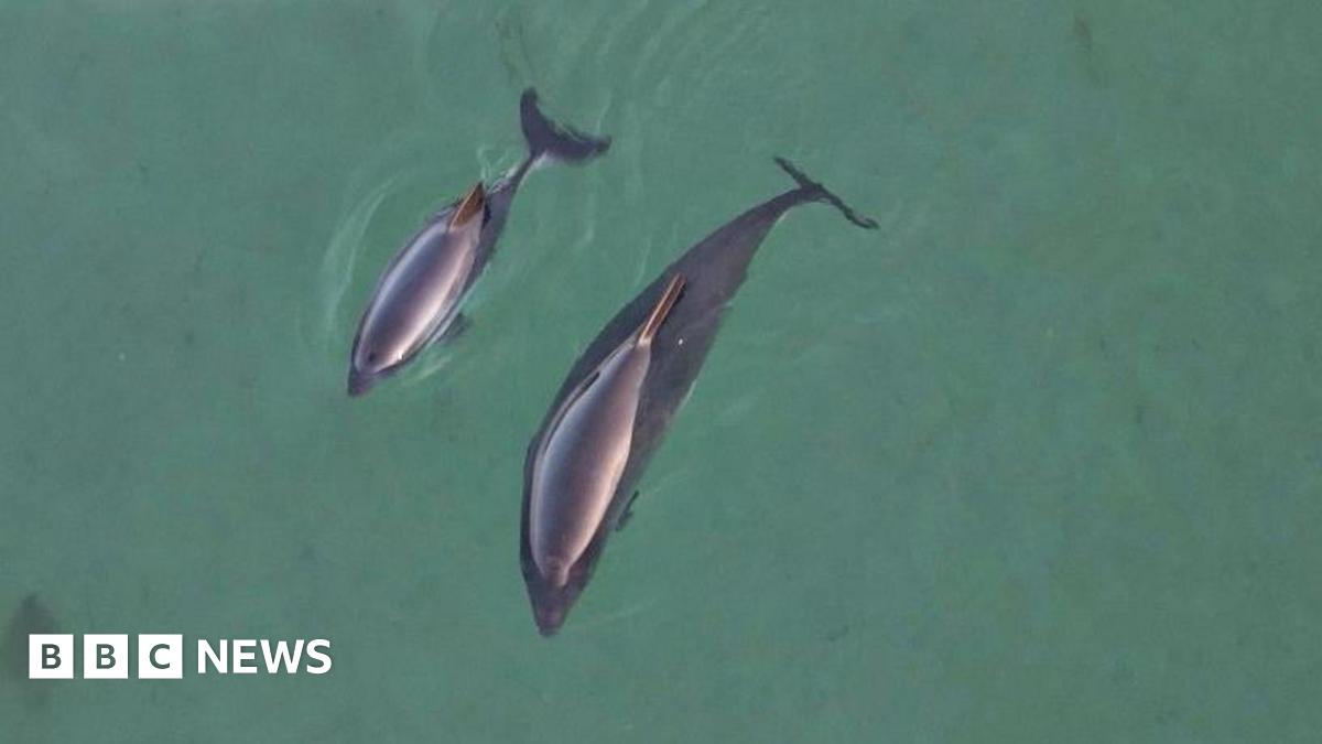 Looking down on two harbour porpoises, an adult and her calf.