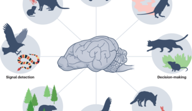 Predator–prey interactions as drivers of cognitive evolution