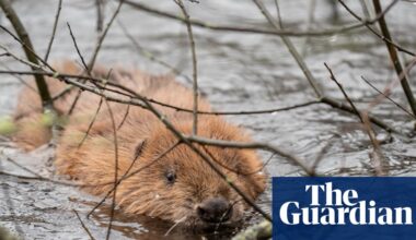 ‘A beaver blind date’: animals given freedom to repopulate Cornish rivers | Wildlife
