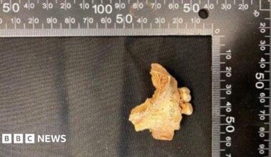 A piece of jaw bone with two teeth lies on a black cloth alongside ruler measurements denoting its size.