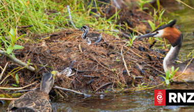 Ducks euthanised after found hunting and killing native pūteketeke chicks
