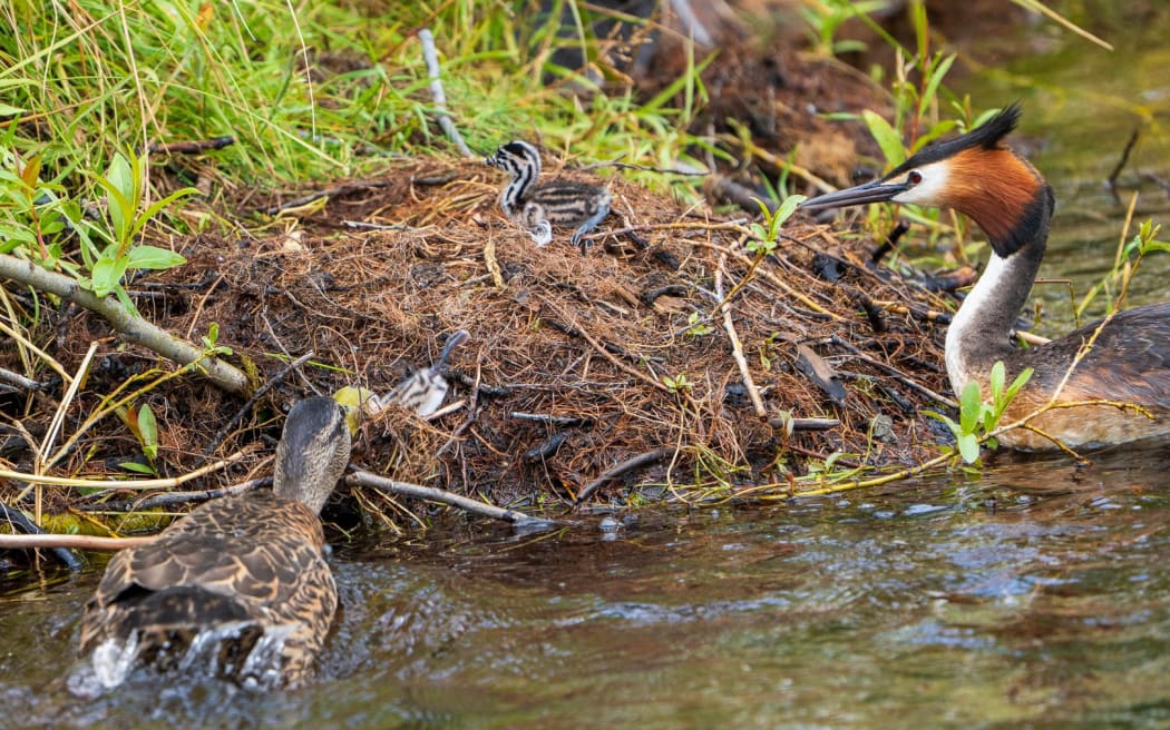 Mallard ducks have recently been preying on pūteketeke chicks in the Mackenzie Basin