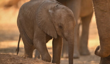 Baby Elephant Giving Kisses to Human Visitor Will Make You Go 'Awww!'