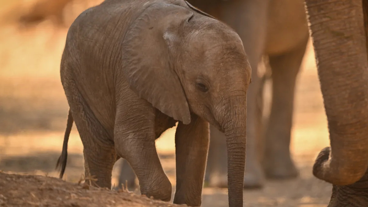 Baby Elephant Giving Kisses to Human Visitor Will Make You Go 'Awww!'
