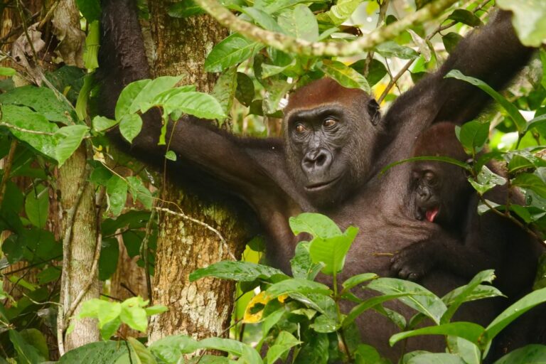 Gorillas and chimpanzees are the most trafficked great apes from Africa, according to a recent report from PASA. Traffickers kill the whole family before they smuggle young ones from the wild.