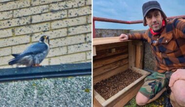 Peregrine falcon nesting box put on roof of Arlington House, Margate