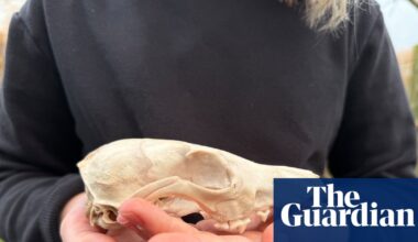Young country diary: A new find for my collection – a fox skull | Mammals