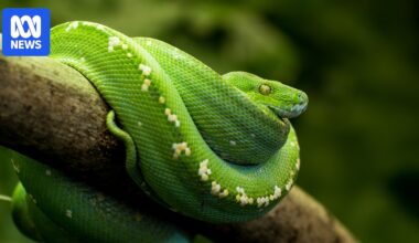Man fined $30,000 for poaching rare snakes from Far North Queensland rainforest