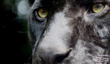 Police confirm report was filed of ‘large animal, like jaguar’ seen in Cospicua