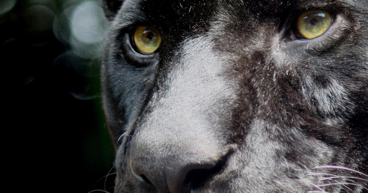 Police confirm report was filed of ‘large animal, like jaguar’ seen in Cospicua