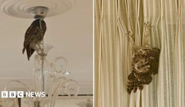 Side-by-side pictures. On the left there is an owl on top of a glass chandelier. On the right there is an owl hanging upside down on curtains.