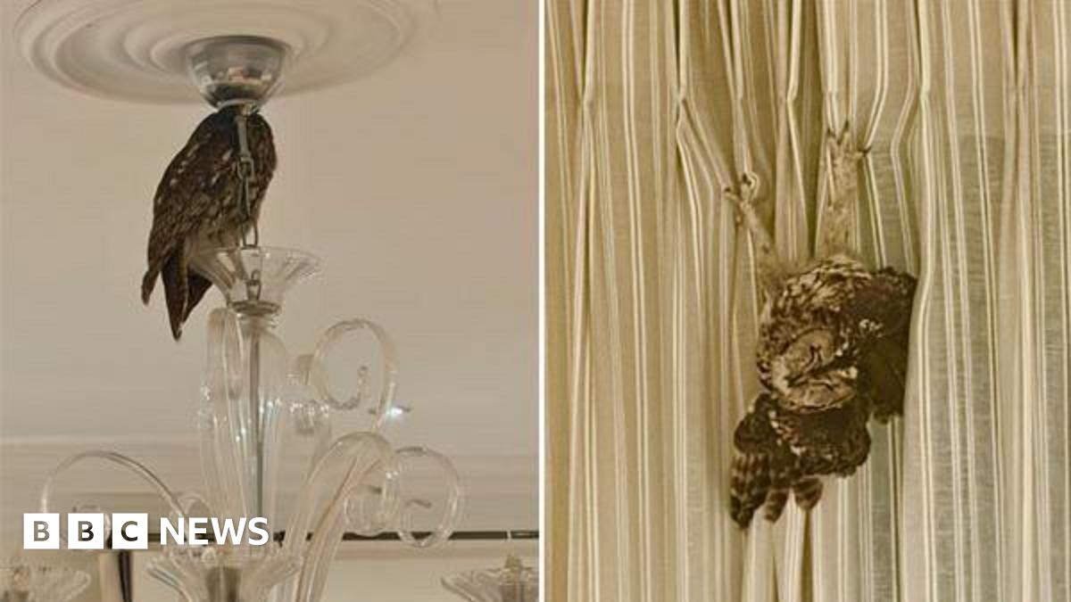Side-by-side pictures. On the left there is an owl on top of a glass chandelier. On the right there is an owl hanging upside down on curtains.