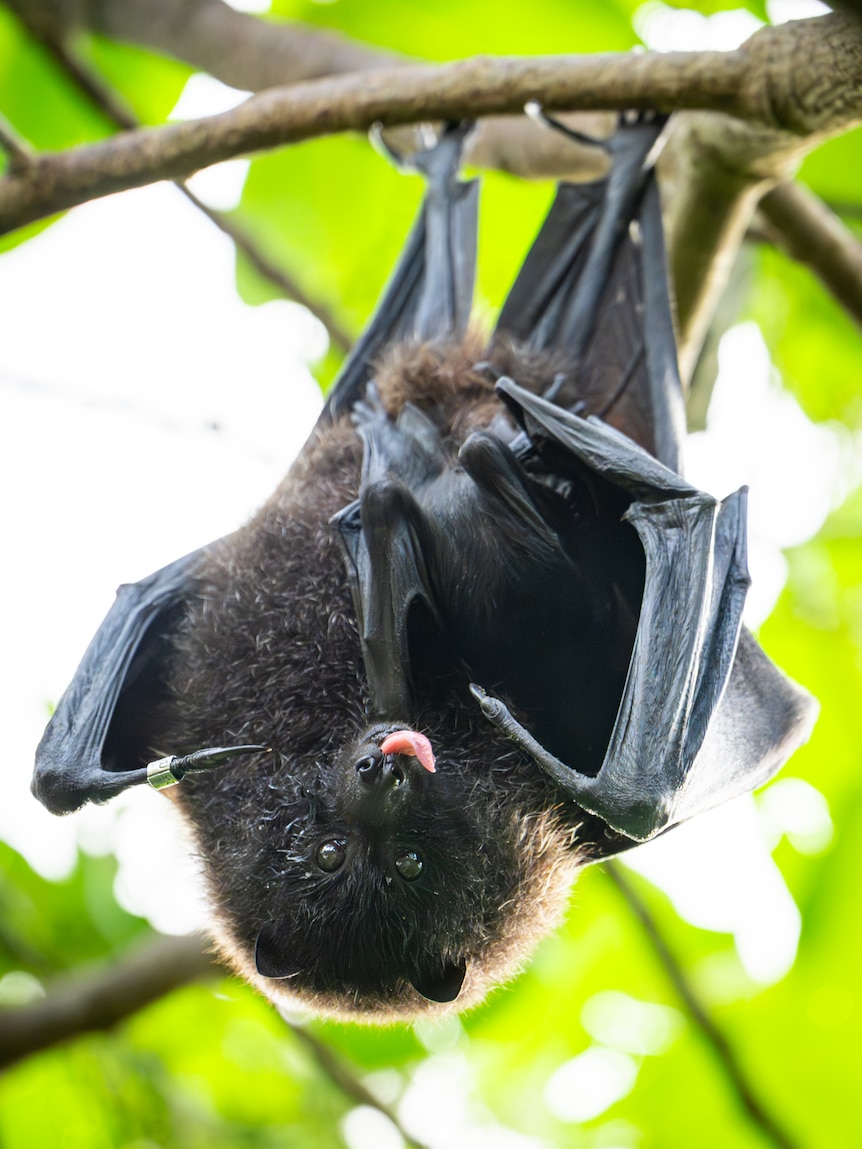 A flying fox overhangs from a tree branch, a tiny pup clutching its underbelly.
