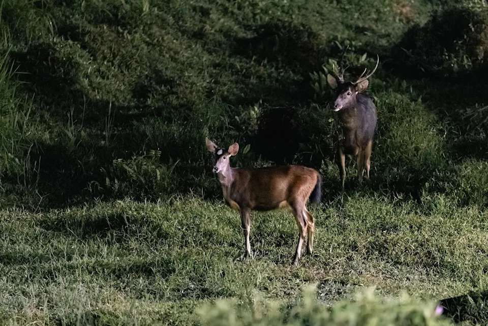 White Dot decides whether the herd stays or leaves after she detects potential threats.