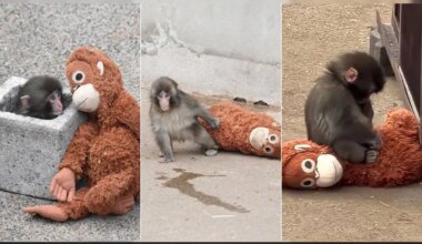 Story Of Abandoned Baby Monkey Punch Moves Internet, Andrew Tate's Brother Offers To Buy It