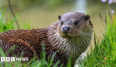 Big furry, wet otter looking away from the camera. It's a brown colour and it's sat within the grass.