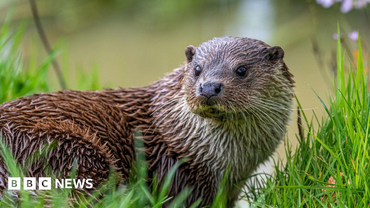 Big furry, wet otter looking away from the camera. It's a brown colour and it's sat within the grass.