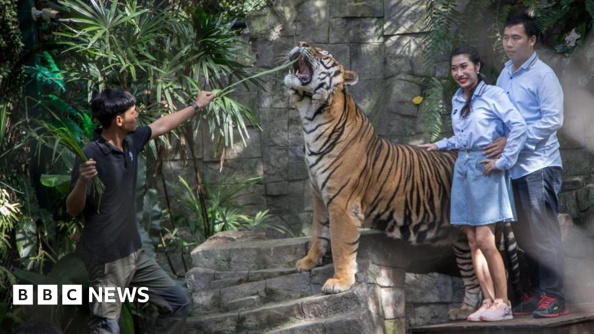 A couple poses beside a tiger which is being fed leaves by a staff member