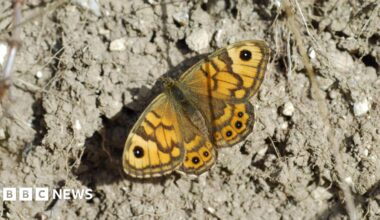 A Wall Brown butterfly.  It is on dry, grey soil. The butterfly is a mix of orangey/yellow and black colours.