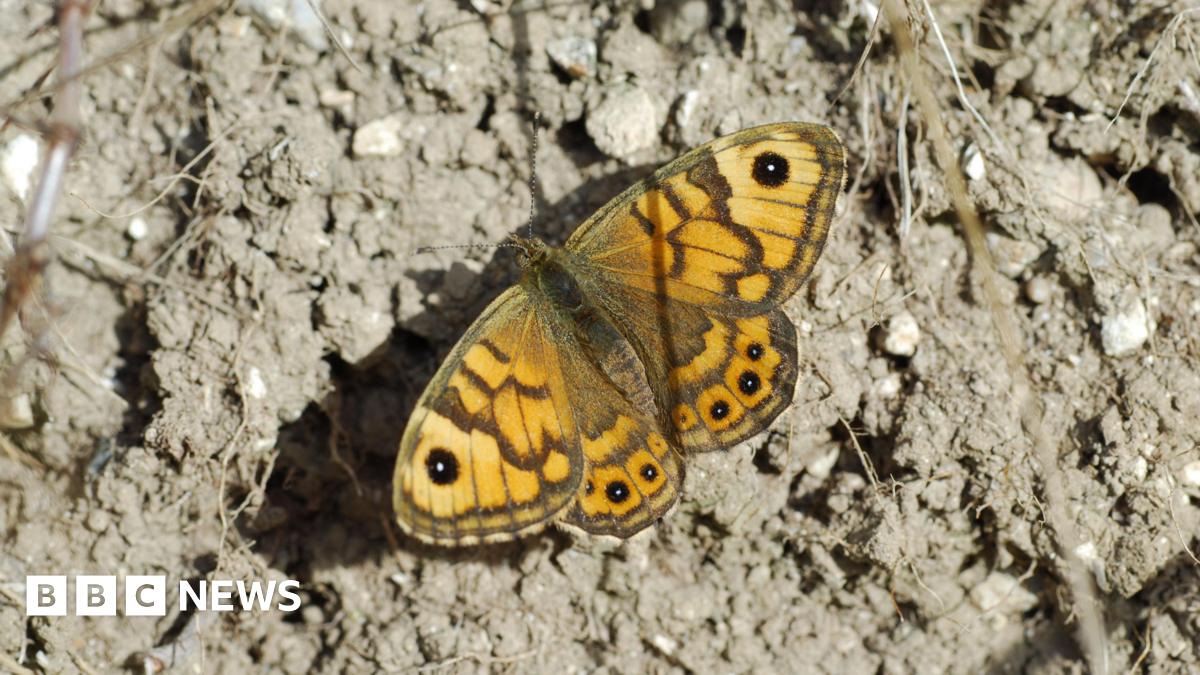 A Wall Brown butterfly.  It is on dry, grey soil. The butterfly is a mix of orangey/yellow and black colours.