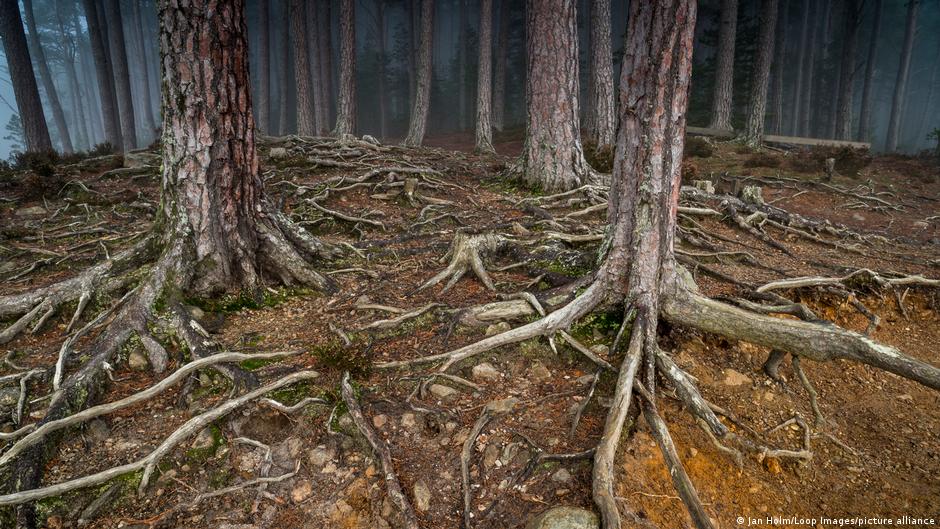 Why we're becoming disconnected from nature