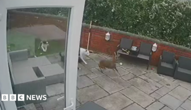A light brown roe deer, with two antlers, seen standing on a grass lawn in front of a brick wall looking into the camera