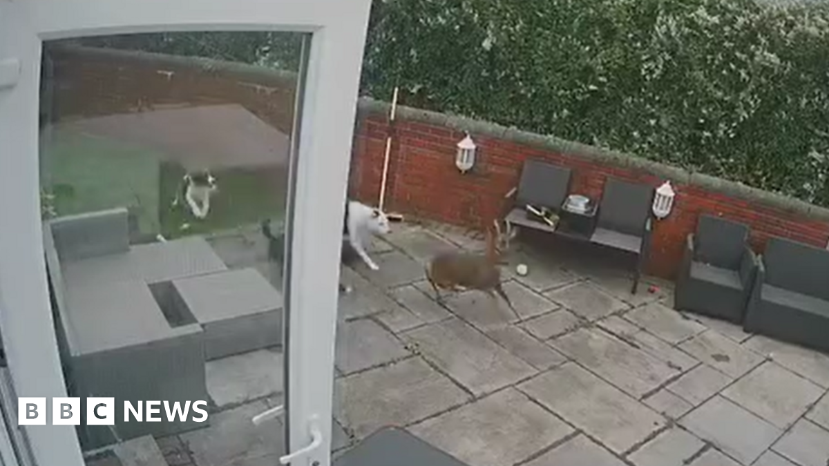 A light brown roe deer, with two antlers, seen standing on a grass lawn in front of a brick wall looking into the camera