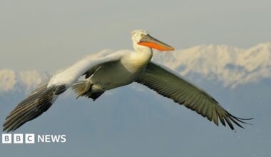 A Dalmatian pelican flying through the skies. It is a large white bird with a wide wing span and an orange and grey beak.