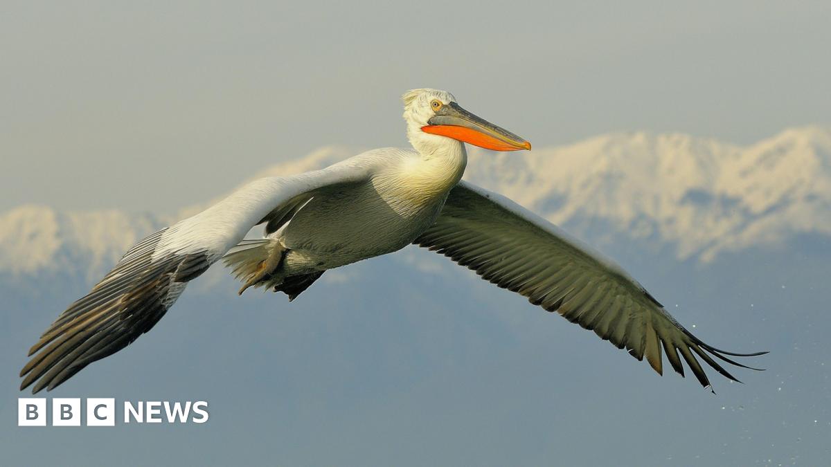 A Dalmatian pelican flying through the skies. It is a large white bird with a wide wing span and an orange and grey beak.
