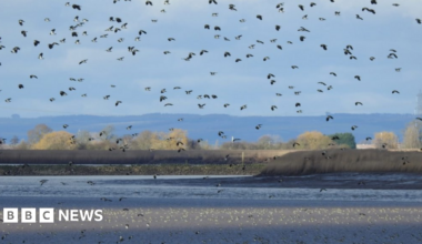 Flock of birds flying over wetlands with grass and hills in the background. There are about 100 dark coloured lapwing birds. The sky is blue and the sun is shining