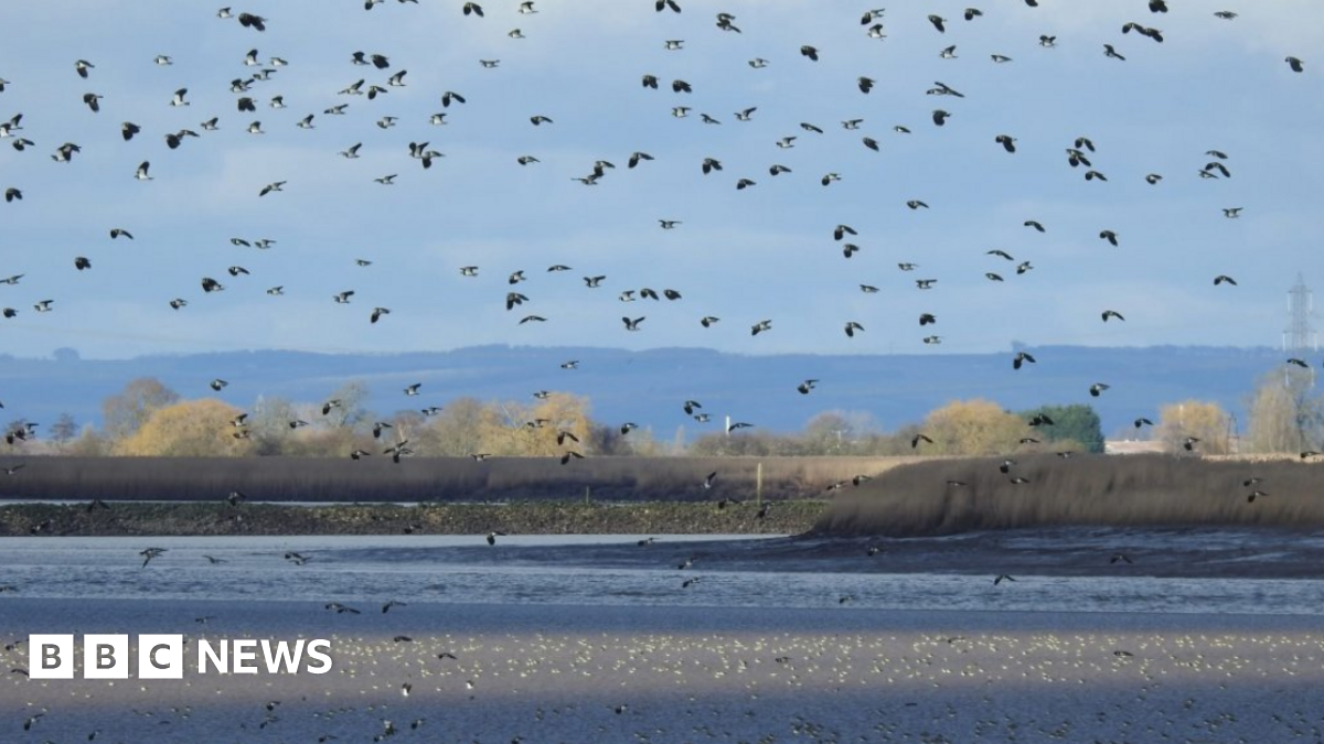 Flock of birds flying over wetlands with grass and hills in the background. There are about 100 dark coloured lapwing birds. The sky is blue and the sun is shining