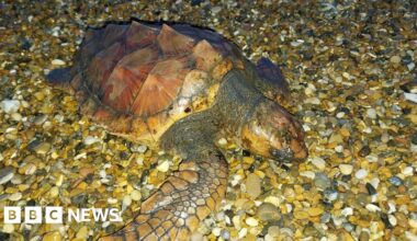 Rare loggerhead turtle washed up during storm - BBC