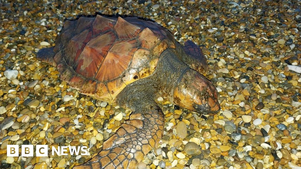 Rare loggerhead turtle washed up during storm - BBC