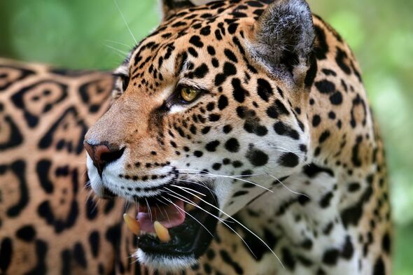 close-up of a jaguar (panthera onca)