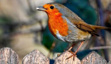 UK households warned not to give Robins breadcrumbs
