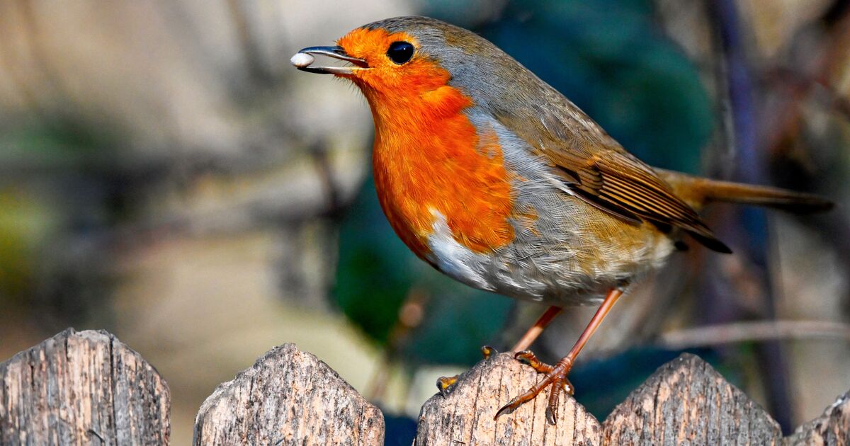 UK households warned not to give Robins breadcrumbs