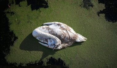 'Bodies piling up' as suspected bird flu kills dozens of UK swans | UK | News