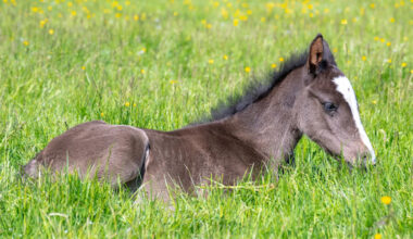 3-Day-Old Foal’s Epic Zoomies and Mid-Air Kicks Have To Be Seen To Be Believed