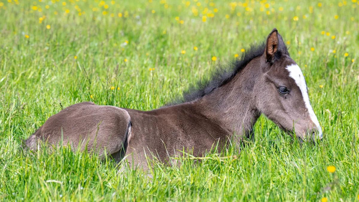 3-Day-Old Foal’s Epic Zoomies and Mid-Air Kicks Have To Be Seen To Be Believed