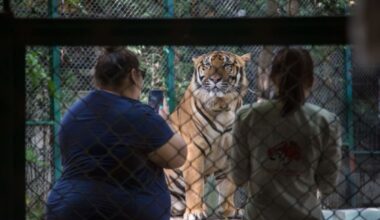 Horror in Thailand as 72 endangered tigers suddenly drop dead | World | News