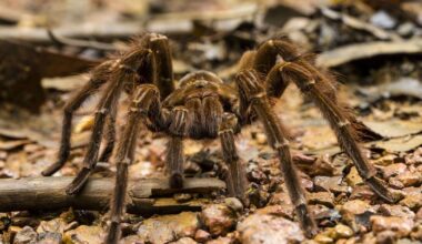 'Zombie' fungus from Last of Us infecting one of the largest spiders | World | News