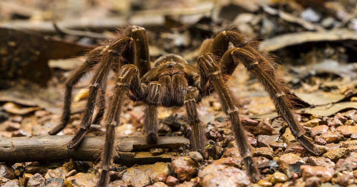 'Zombie' fungus from Last of Us infecting one of the largest spiders | World | News