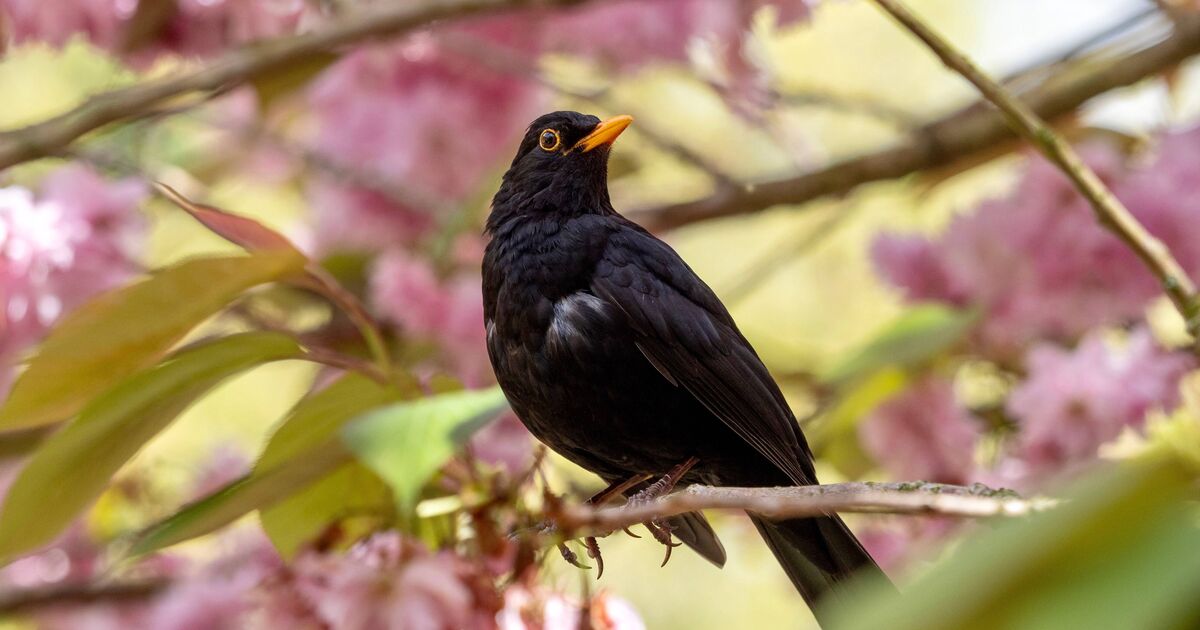 Anyone with blackbirds in garden urged to 'do this now' as virus hits | Nature | News