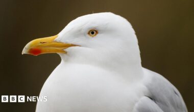 A composite image of the front pages of the Times and the Guardian on 28 February
